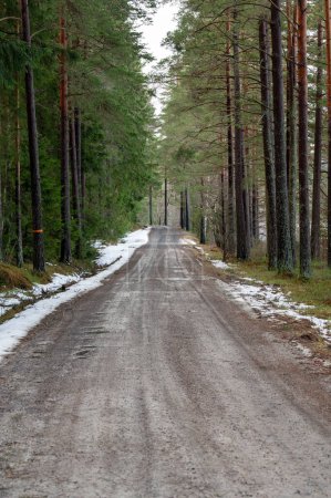 Route droite à travers la forêt de pins en Février Hallsberg Suède 2024