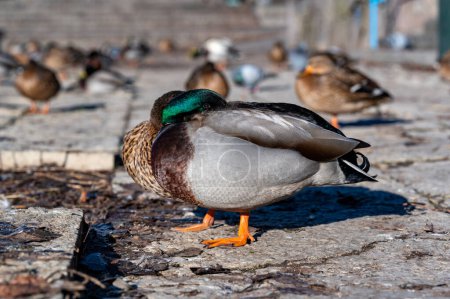 Photo for Mallards in Orebro city center standing near river March 7 2024 - Royalty Free Image