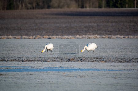 A pair of whooper swans eating in agriculture field Tysslingen Sweden March 7 2024