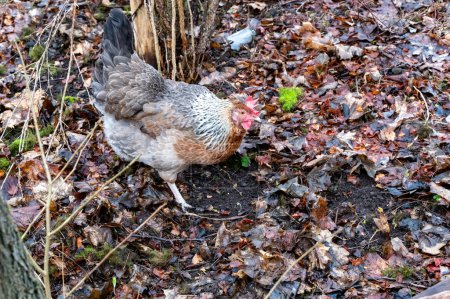 Hens out looking for food ounder leaves Kumla Sweden March 15 2024