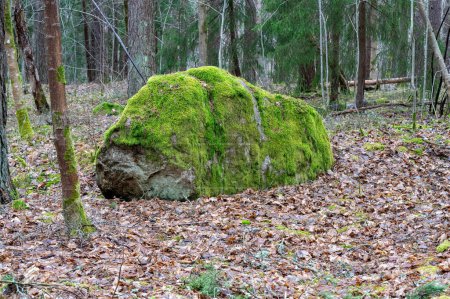 grande pierre recouverte de mousse verte avec des feuilles sèches autour de Kumla Suède 20 mars 2024