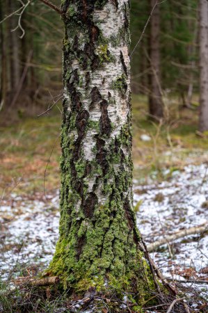 Close up of birch tree trunk with lichen Kumla Sweden March 20 2024