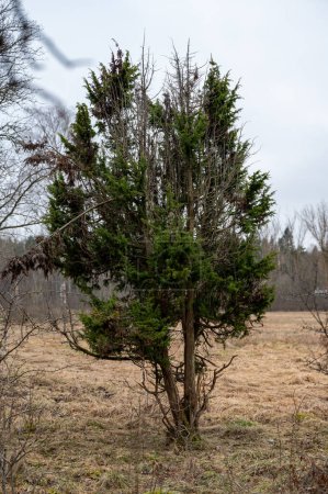 gran arbusto de enebro viejo de pie en su propia Kumla Suecia 20 de marzo 2024