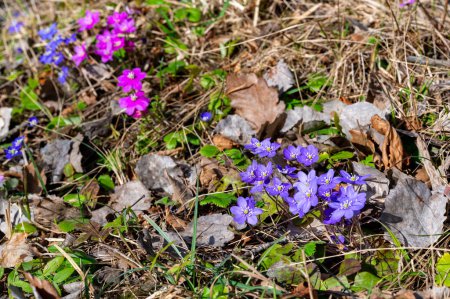 Hepatica nobilis Liverleaf en différentes couleurs Kumla Suède 1 avril 2024
