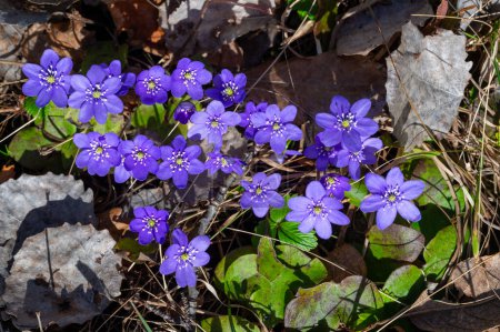 Hepatica nobilis Leberblatt in verschiedenen Farben Kumla Schweden 1. April 2024