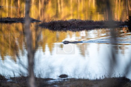Beaver swimming in small lake near dry grass Askersund Sweden April 15 2024