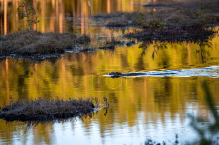Beaver swimming in small lake near dry grass Askersund Sweden April 15 2024