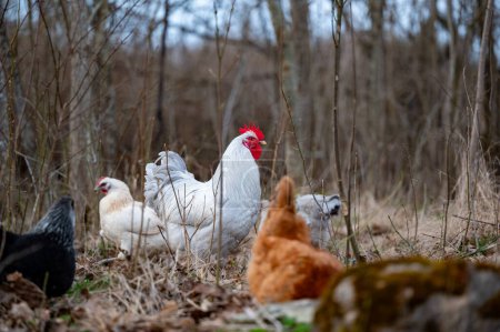 Free range hens in forest looking for food Kumla Sweden April 8 2024