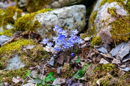 Nahaufnahme von schönen blauen Hepatica und trockenen Blättern Kumla Schweden 12. April 2024