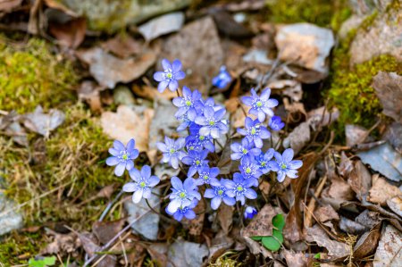 Nahaufnahme von schönen blauen Hepatica und trockenen Blättern Kumla Schweden 12. April 2024