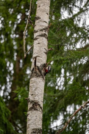 Great spotted woodpecker sitting on birch tree Kumla Sweden April 19 2024