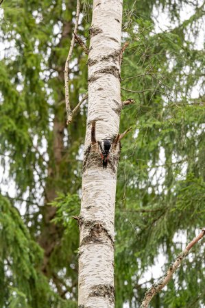 Great spotted woodpecker sitting on birch tree Kumla Sweden April 19 2024