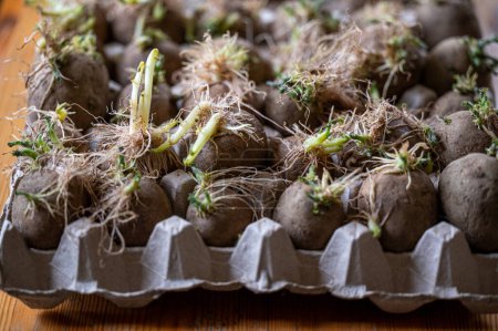 Seed potatoes with eyes and sprouts in egg carton indoor in Sweden April 22 2024