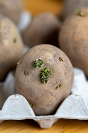 Saatkartoffeln mit Augen und Sprossen im Eierkarton in Schweden 22. April 2024