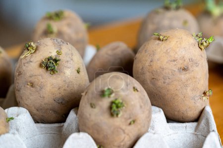 Pommes de terre de semence avec des yeux et des germes dans le carton d'oeufs intérieur en Suède 22 avril 2024