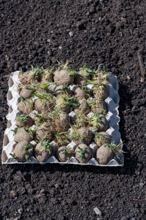 Vorgezogene Saatkartoffeln im Eierkarton, die auf pflanzbereitem Boden stehen
