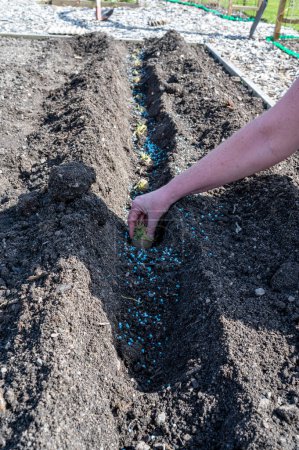 Hand holding seed potato to plant in furrow in garden Kumla Sweden May 4 2024