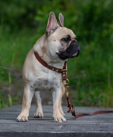 Niedliche kleine französische Bulldogge posiert draußen in der Natur Kumla Schweden 8. Juni 2024
