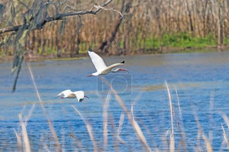 Téléchargez les photos : Une paire d'ibis blancs en vol au-dessus d'un bayou sur le lac Elm à Brazos Bend State Park au Texas - en image libre de droit