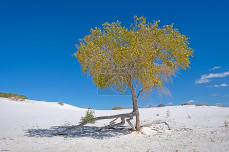 Foto de Árbol sobreviviente en las arenas blancas en el Parque Nacional White Samnds en Nuevo México - Imagen libre de derechos