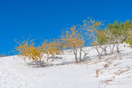Téléchargez les photos : Couleurs d'automne sur les arbustes du désert dans le parc national White Sands au Nouveau-Mexique - en image libre de droit