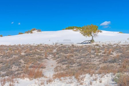 Foto de Arenas Blancas y Plantas del Desierto en el Parque Nacional de Arenas Blancas en Nuevo México - Imagen libre de derechos