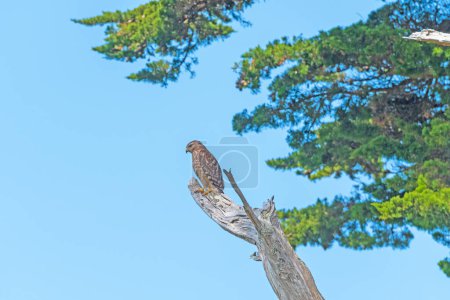 Téléchargez les photos : Merlin Watching for Prey à Point Reyes National Seashore en Californie - en image libre de droit