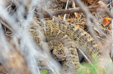 Téléchargez les photos : Serpent à sonnette du Grand Bassin dans la forêt nationale de Brush Dixie dans l'Utah - en image libre de droit