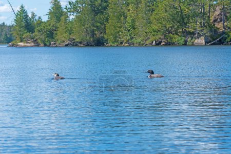 Téléchargez les photos : Maman et bébé plongeons ensemble dans le lac Ogishkemuncie dans les eaux limitrophes du Minnesota - en image libre de droit