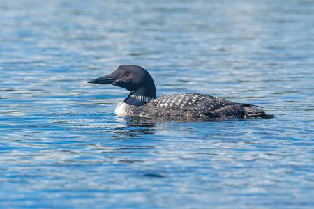 Photo for Common Loon on a Sunny September Day on Ogishkemuncie Lake in the Boundary Waters in Minnesota - Royalty Free Image