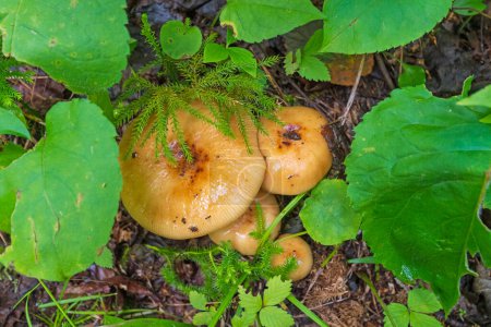 Photo for Mushrooms Emerging in The Deep Forest in Voyageurs National Park in Minnesota - Royalty Free Image