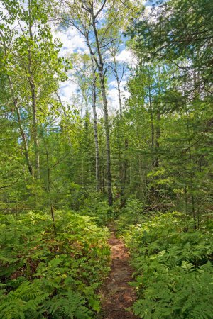 Photo for Forest Trail in the Great North Woods in Voyageurs National Park in Minnesota - Royalty Free Image