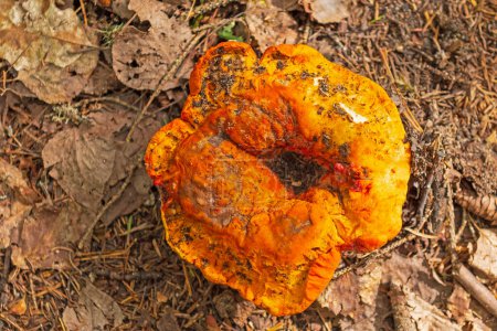 Photo for Very Orange Mushroom Drying up in the Forest in Voyageurs National Park in Minnesota - Royalty Free Image