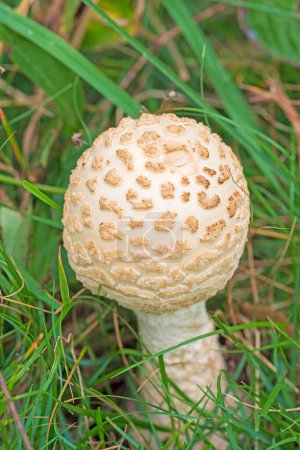 Photo for Mushroom Emerging From the Grass in teh Boundary Waters Canoe Area in Minnesota - Royalty Free Image
