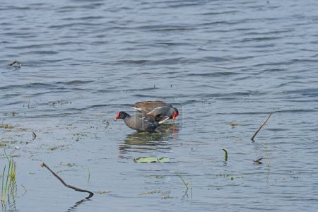 Photo for A Pair of Common Gallinule Feeding in a Lake in Brazos Bend State Park in Texas - Royalty Free Image