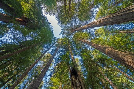 Peering High Into the Coastal Redwood Forest dans le parc national de Redwood en Californie