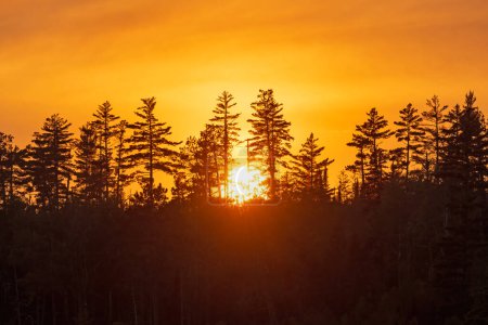 Téléchargez les photos : Le soleil se couche derrière les pins silhouettés sur le lac Knife dans la région des eaux limitrophes Canot dans le Minnesota - en image libre de droit