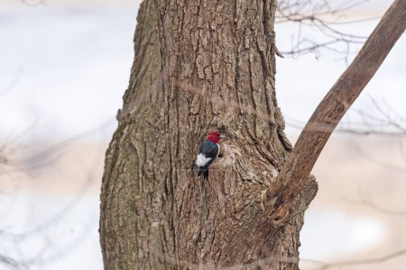 Téléchargez les photos : Un pic à tête rouge en hiver dans le Pikes Peak State Park en Iowa - en image libre de droit