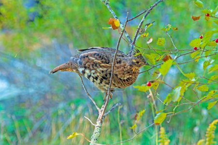 Téléchargez les photos : A Ruffed Grouse Hunting Berries in the Bushes in the Boudary Waters Canoe Area in Minnesota - en image libre de droit