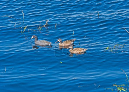 Photo for A Coot and Two Blue Winged Teals swimming together in Brazos Bend State Park in Texas - Royalty Free Image