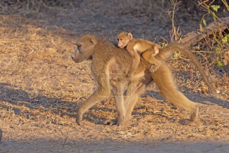 Téléchargez les photos : Babouin bébé chevauchant sur maman dans le parc national Chobe au Botswana - en image libre de droit