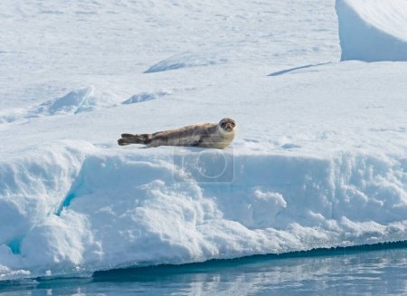 Téléchargez les photos : Phoque du Groenland profitant du soleil sur la banquise dans le Haut-Arctique - en image libre de droit
