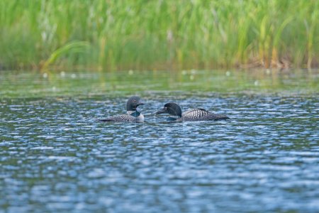 Téléchargez les photos : Une paire de huards nageant sur un lac éloigné sur le lac Two MIle dans le parc provincial Duck Mountain au Manitoba - en image libre de droit