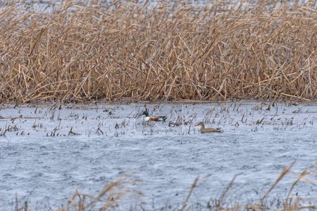 Téléchargez les photos : Une paire de canards pélagiques dans un étang refuge dans la zone de gestion de la faune Ted Shanks dans le Missouri - en image libre de droit
