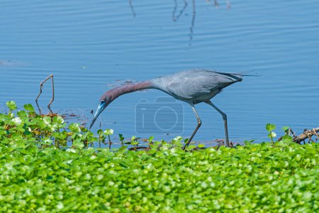 Photo for Little Blue Heron on the Hunt in Brazos Bend State Park in Texas - Royalty Free Image