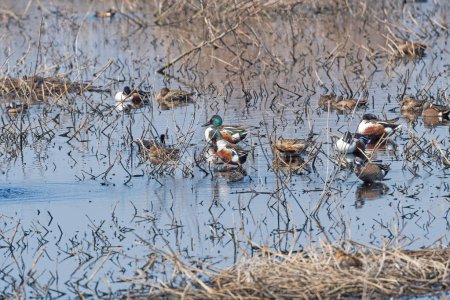 Photo for Group of Waterfowl in a Wetland Pond in Brazos Bend State Park in Texas - Royalty Free Image