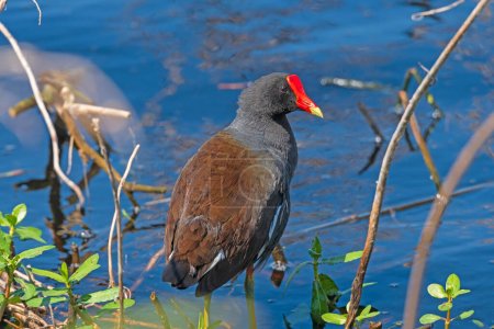 Photo for Common Gallinule on the Edge of a Marsh in Brazsos Bend State Park in Texas - Royalty Free Image