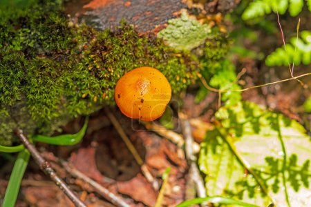Photo for Tiny Mushroom on the Forest Floor in the Craggy Gardens in The Blue Ridge Parkway in North Carolina - Royalty Free Image