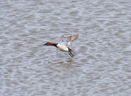 Photo for A Canvasback Taking Off  From the Mississippi River - Royalty Free Image