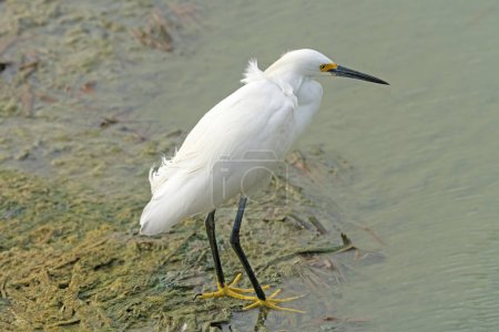 Photo for A Snowy Egret in Wetland Pond in the Port Aransas Birding Center in Texas - Royalty Free Image